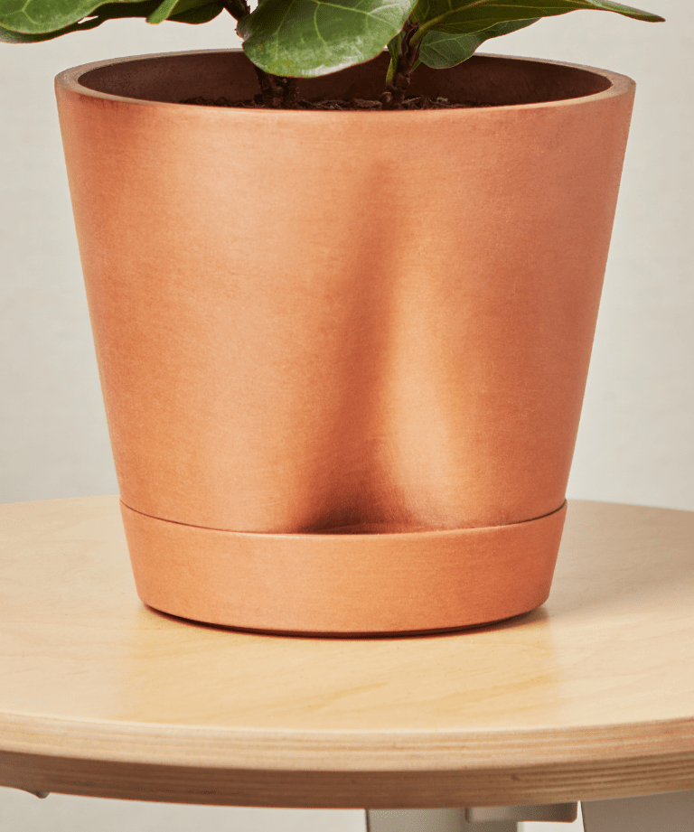 Monstera Thai Constellation - PLANT THIS