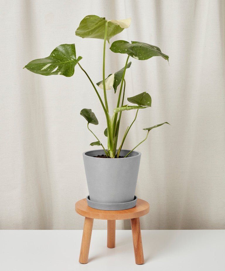 Monstera Thai Constellation - PLANT THIS