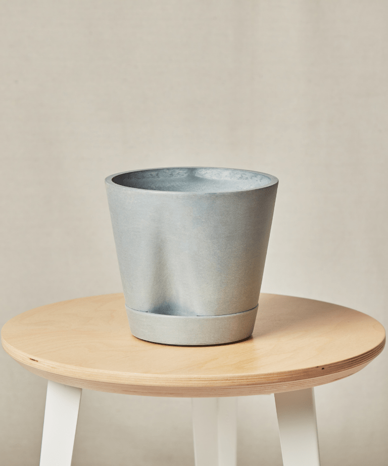 Monstera Thai Constellation - PLANT THIS