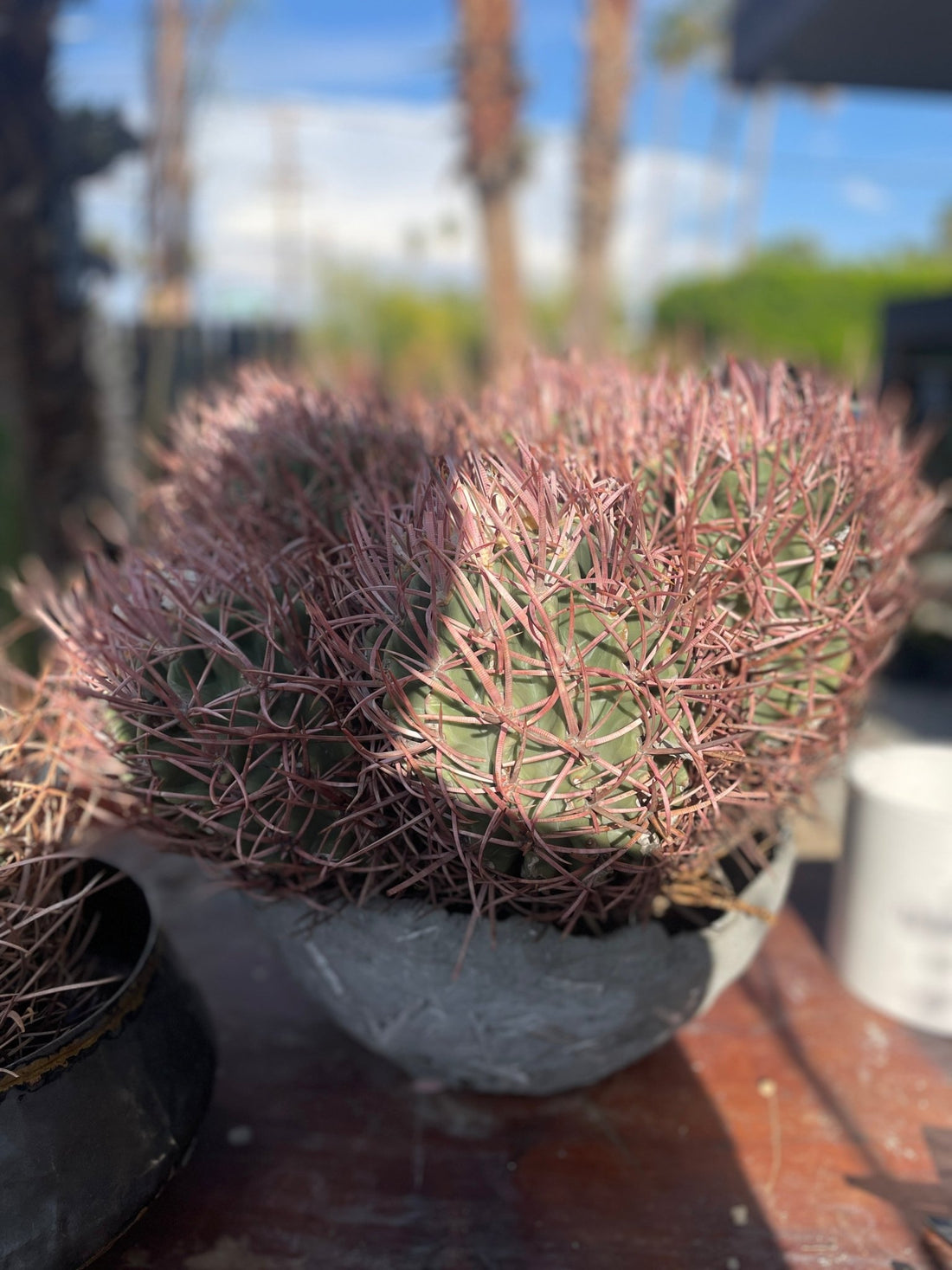 Pink Barrel (Harem Cactus) - PLANT THIS