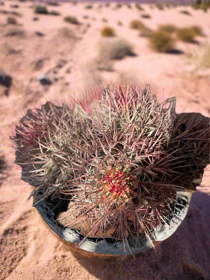 Pink Barrel (Harem Cactus) - PLANT THIS