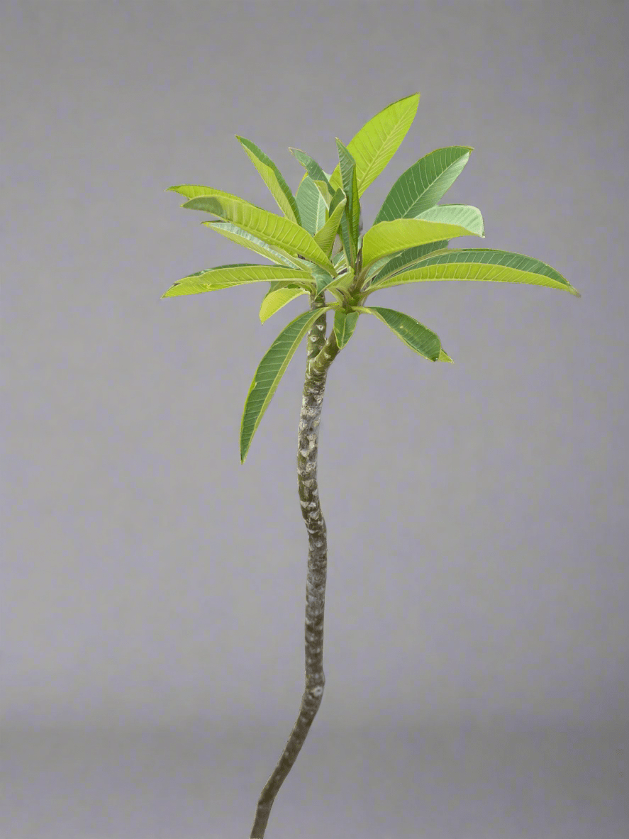 Plumeria In Artisan Vessel - PLANT THIS