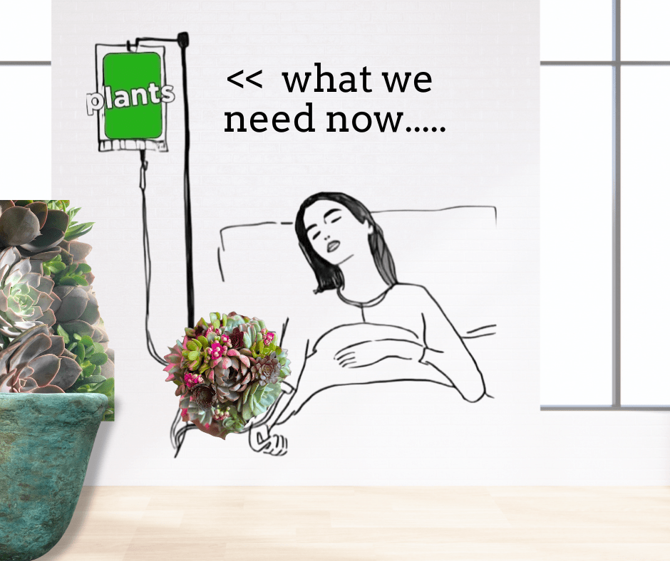 Resilient Staghorn Cactus in Concrete Planter for Home Decor - PLANT THIS