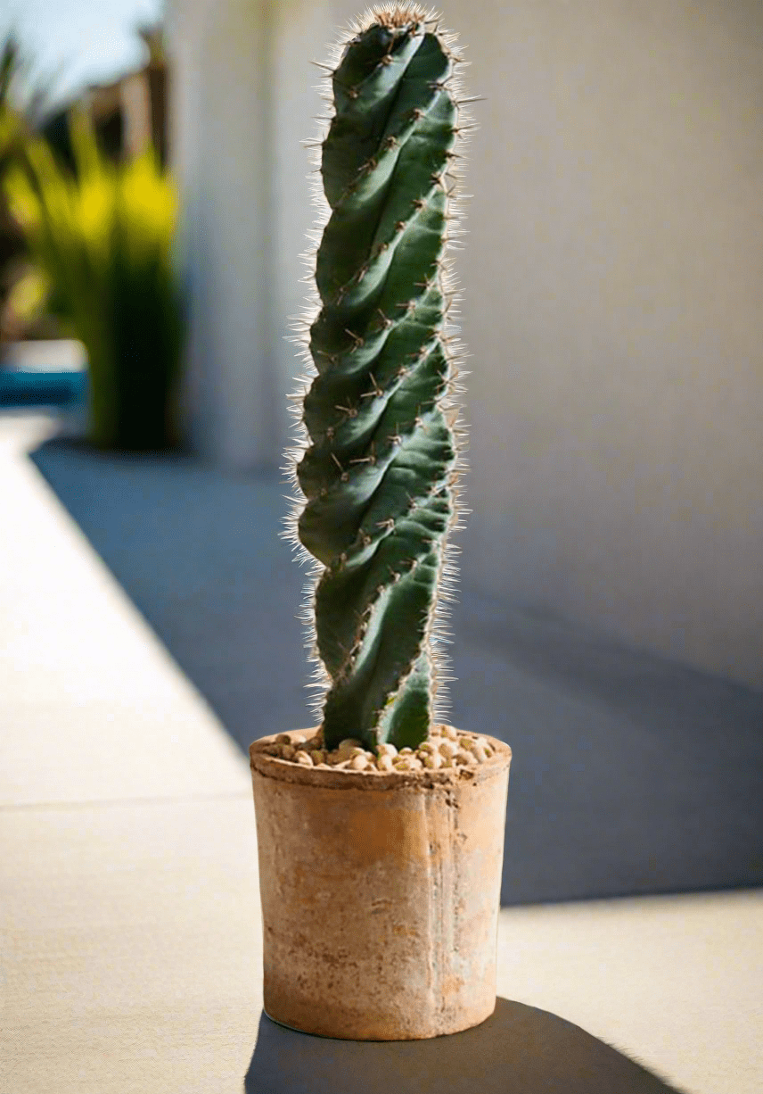 Spiral Cactus ∞ I Am Infinite - PLANT THIS