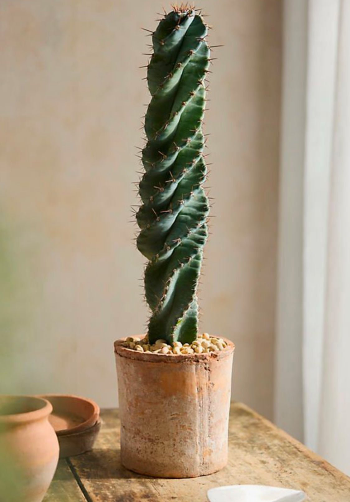 Spiral Cactus ∞ I Am Infinite - PLANT THIS
