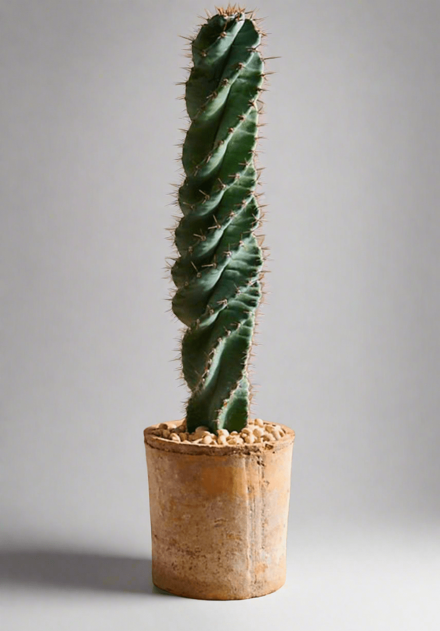 Spiral Cactus ∞ I Am Infinite - PLANT THIS