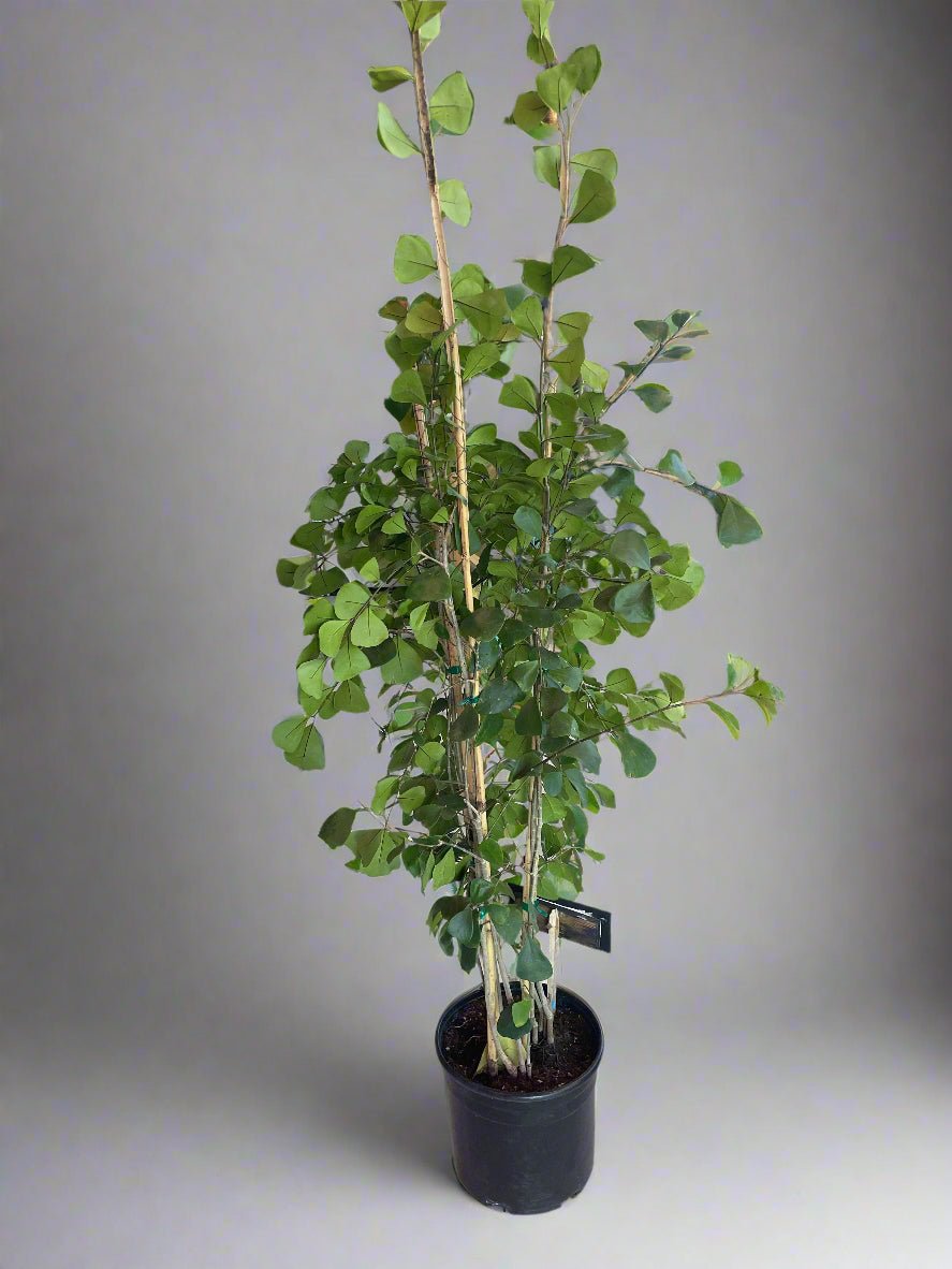 Triangle Ficus Tree (Ficus triangularis) - PLANT THIS