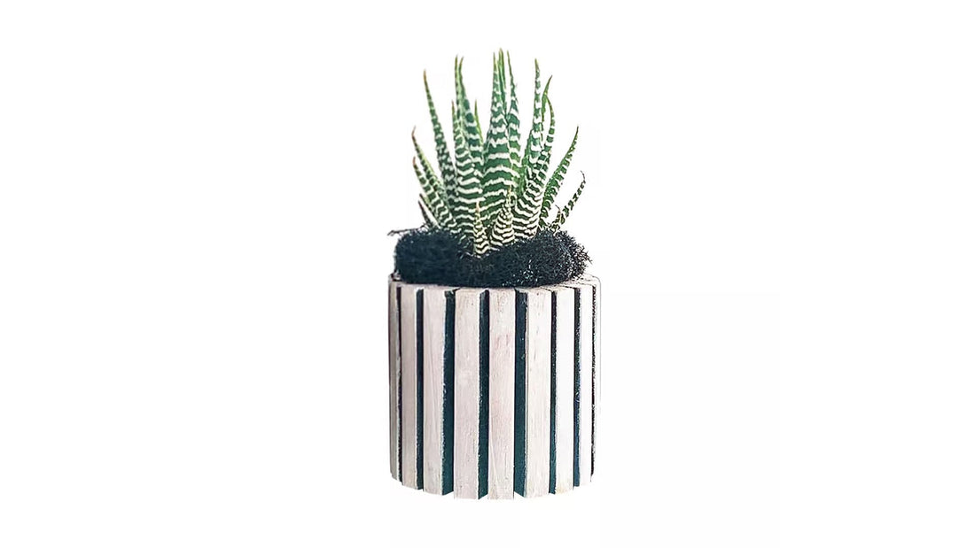 Zebra Succulent - PLANT THIS