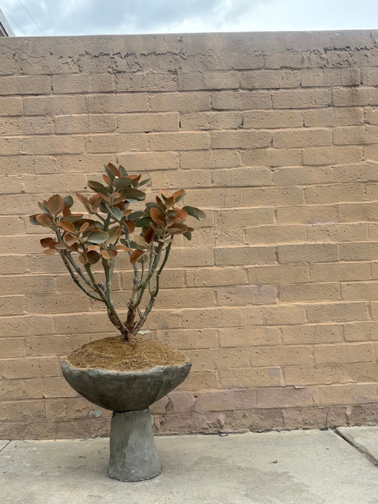 Concrete Planters That Break the Mold - PLANT THIS