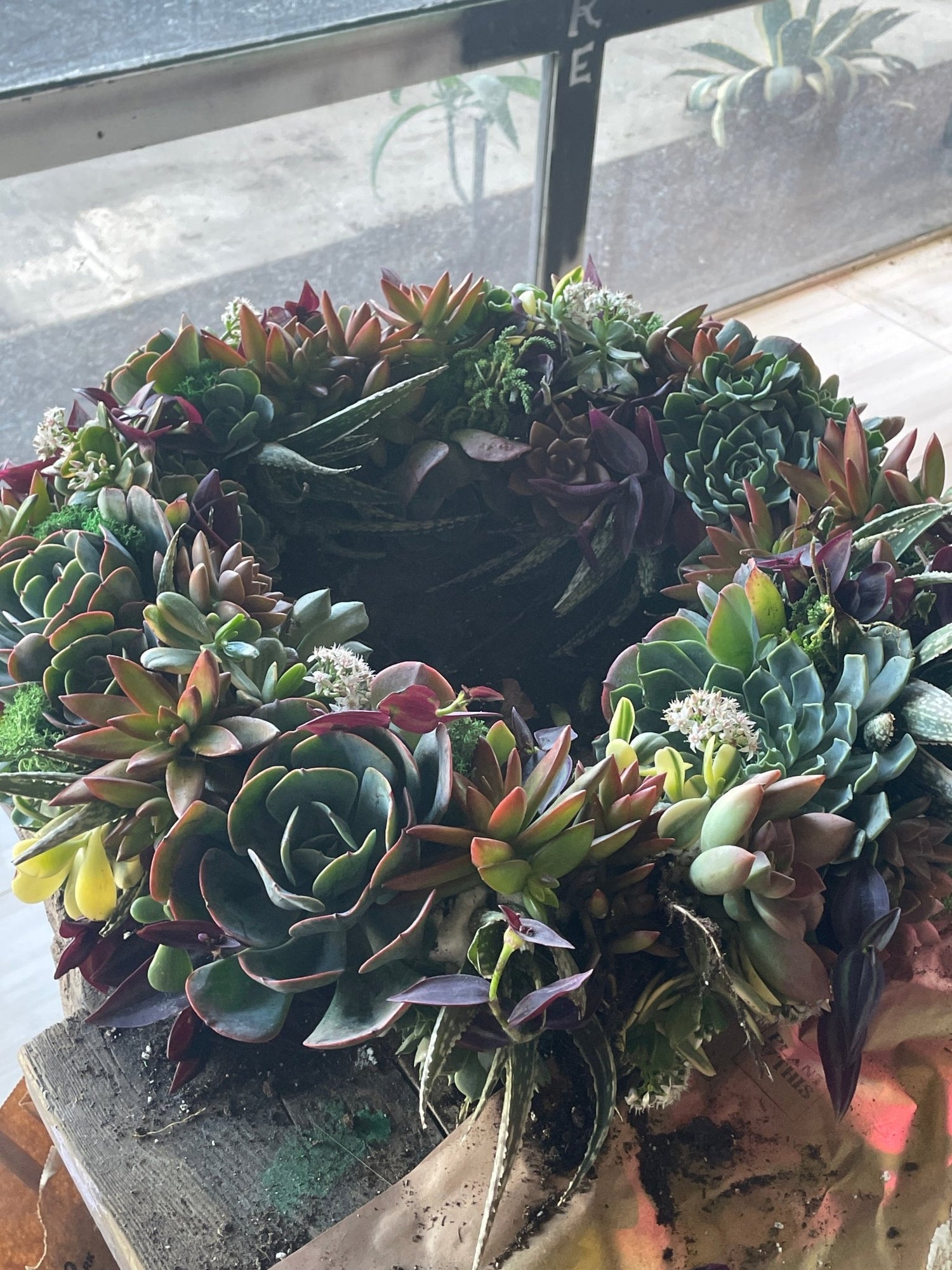 How to Care for Your Living Succulent Wreath - PLANT THIS