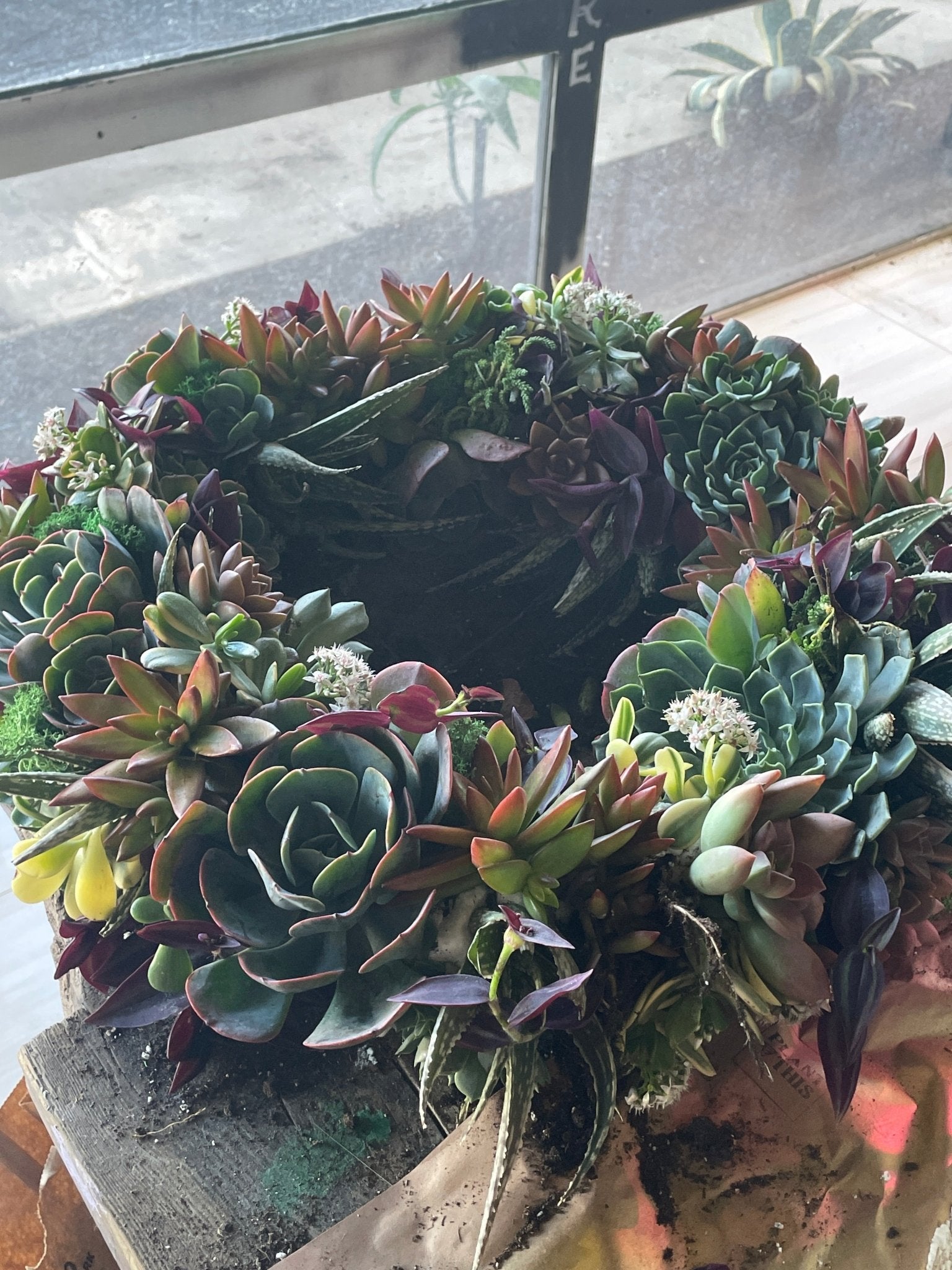 How to Care for Your Living Succulent Wreath - PLANT THIS