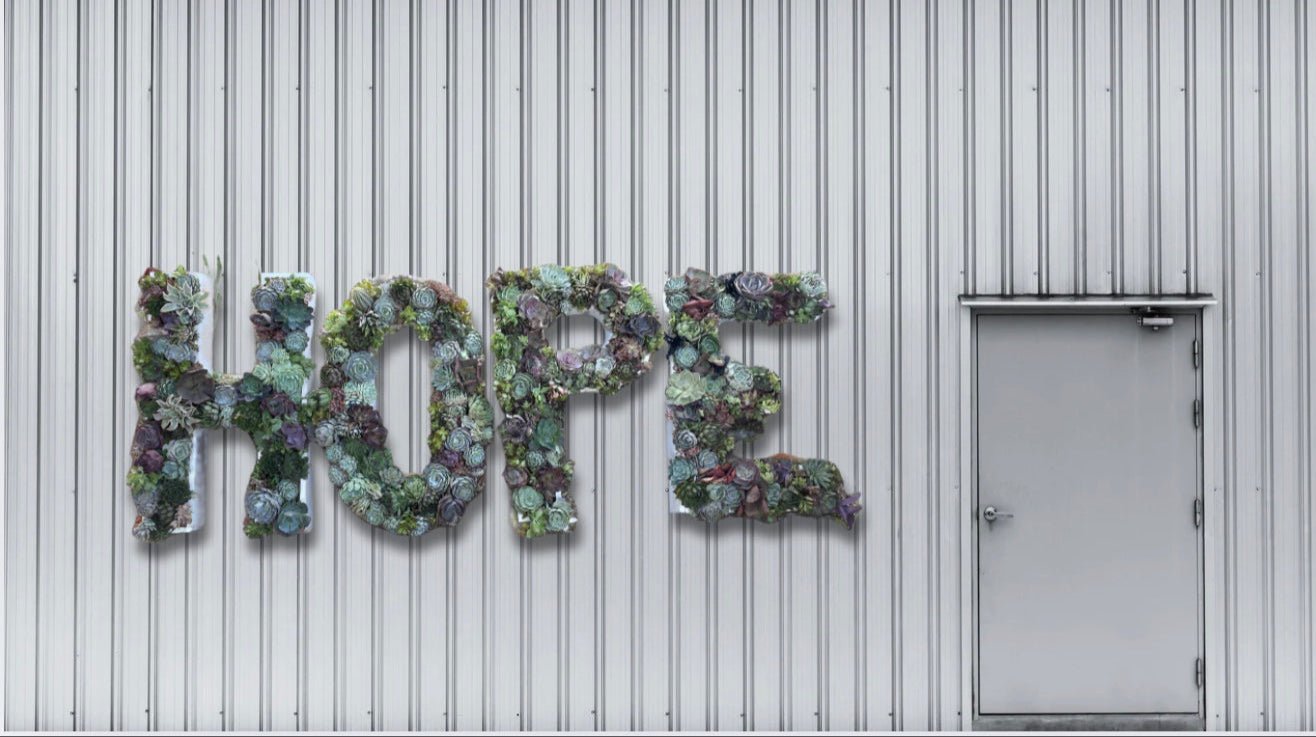 Plant Academy: How to Care for Succulent Box Letters - PLANT THIS