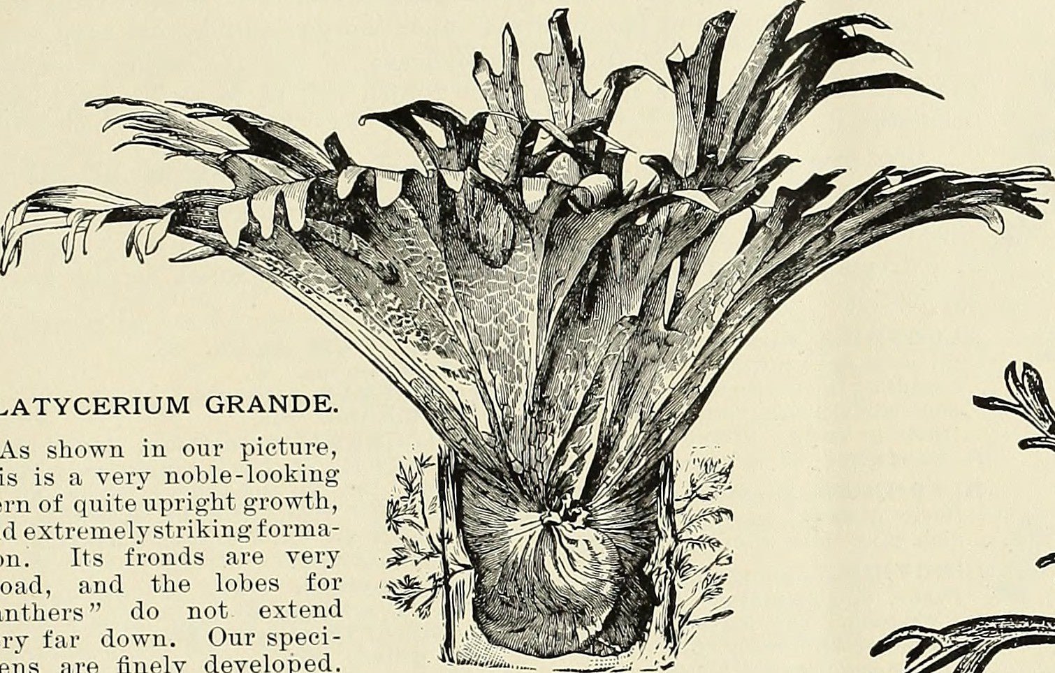 Staghorn Fern - PLANT THIS