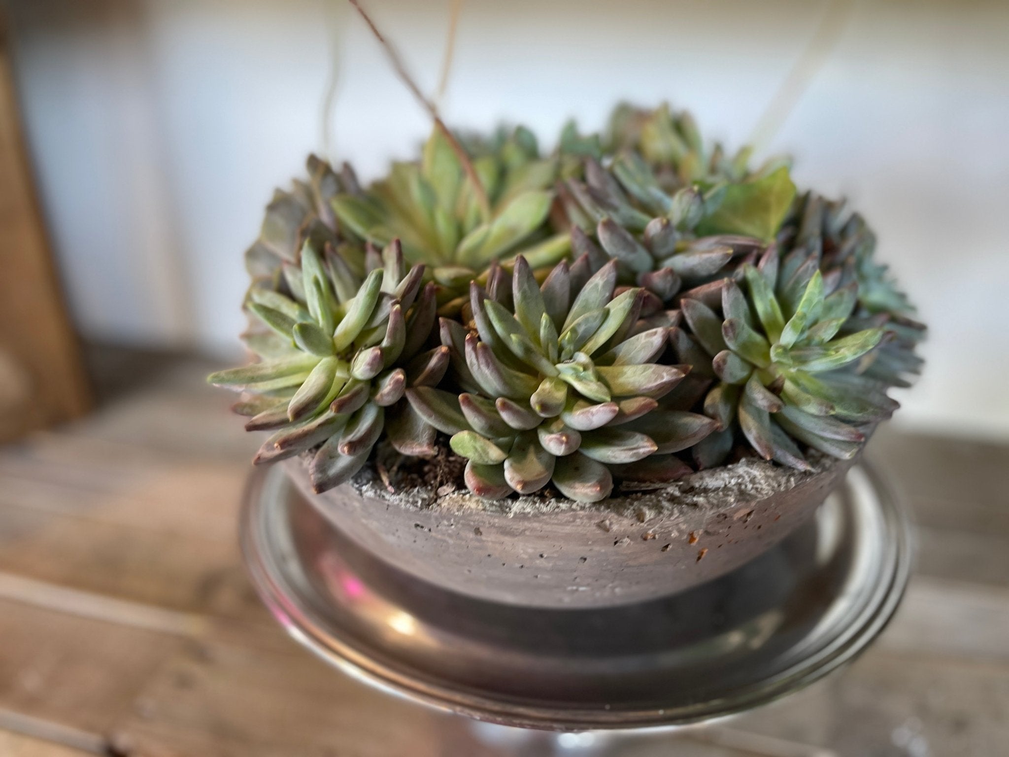 Thriving in Style: Succulent Care Tips for Concrete Planters - PLANT THIS