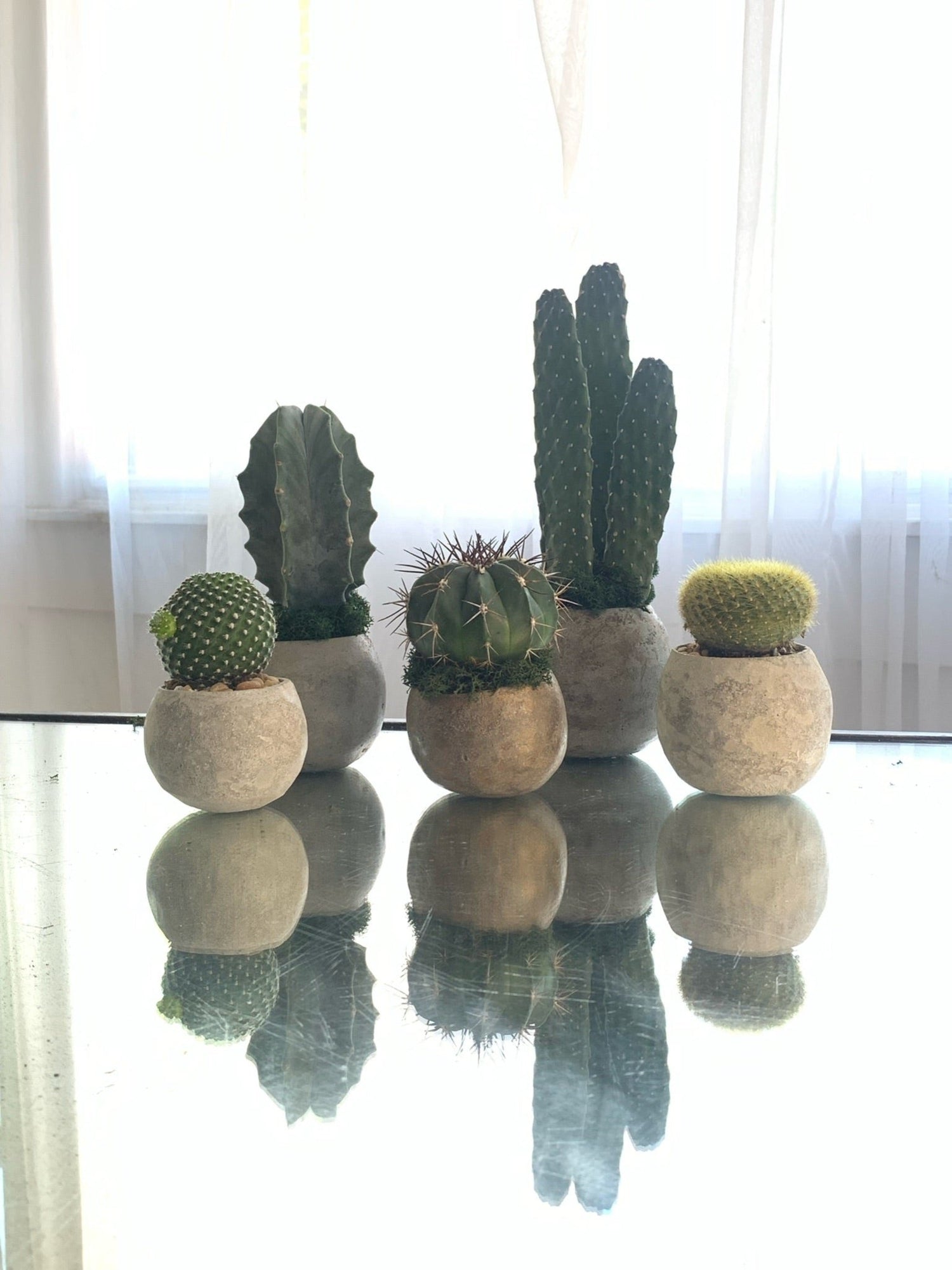 Cacti - PLANT THIS