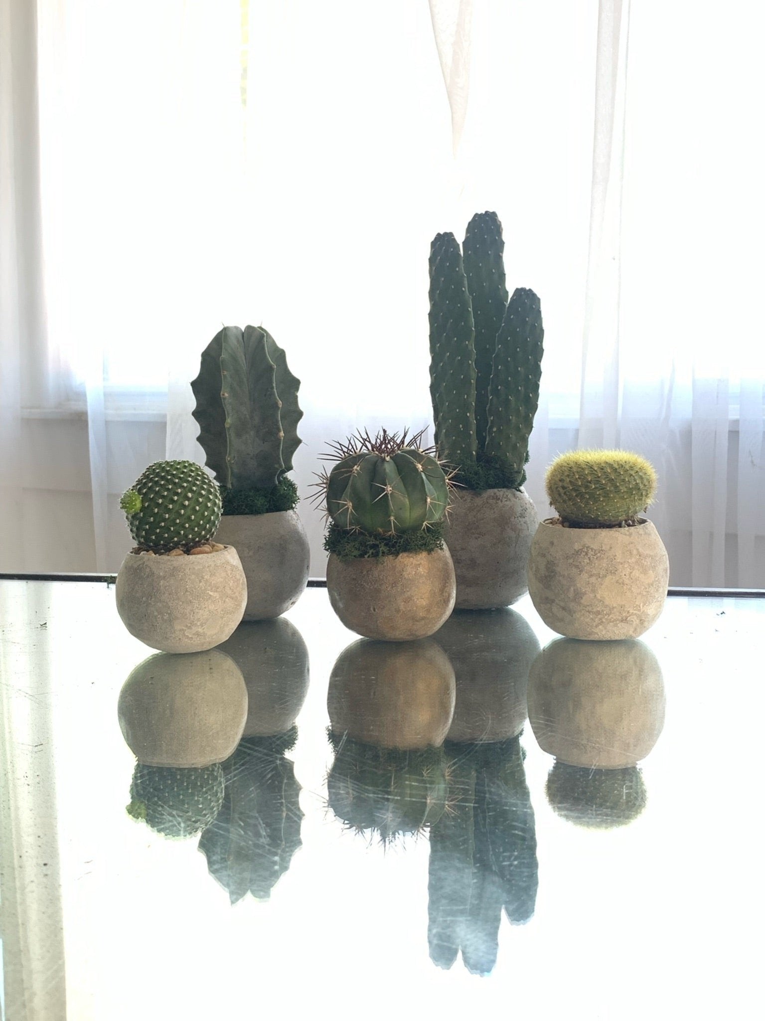 Cacti - PLANT THIS
