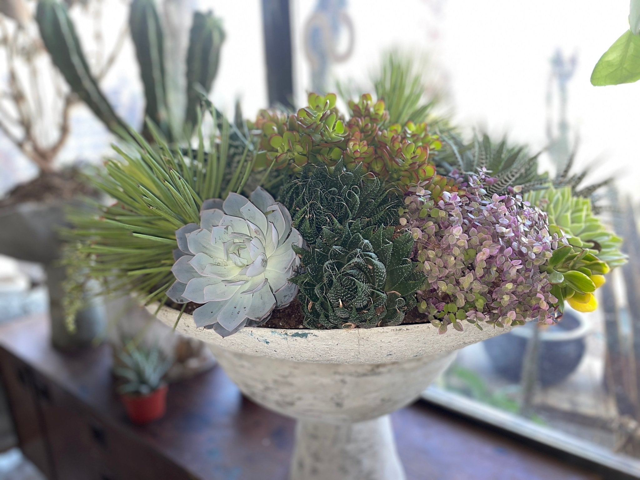 SHOP PLANTS - PLANT THIS