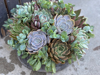 Artisan Succulent Bowl in Handmade Cement Bowl - &quot;Grey Gardens&quot; - PLANT THIS