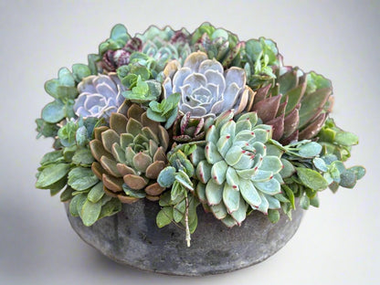 Artisan Succulent Bowl in Handmade Cement Bowl - &quot;Grey Gardens&quot; - PLANT THIS