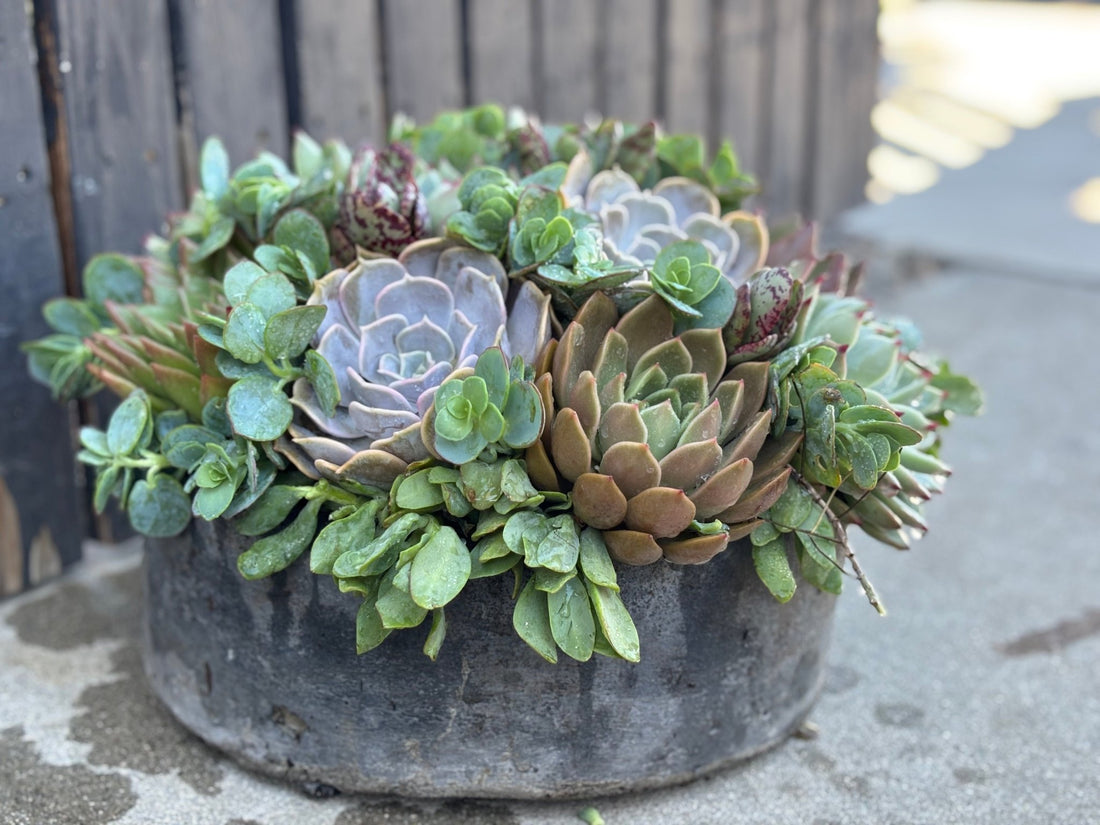 Artisan Succulent Bowl in Handmade Cement Bowl - &quot;Grey Gardens&quot; - PLANT THIS