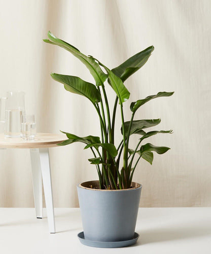 Bird of Paradise LG - PLANT THIS