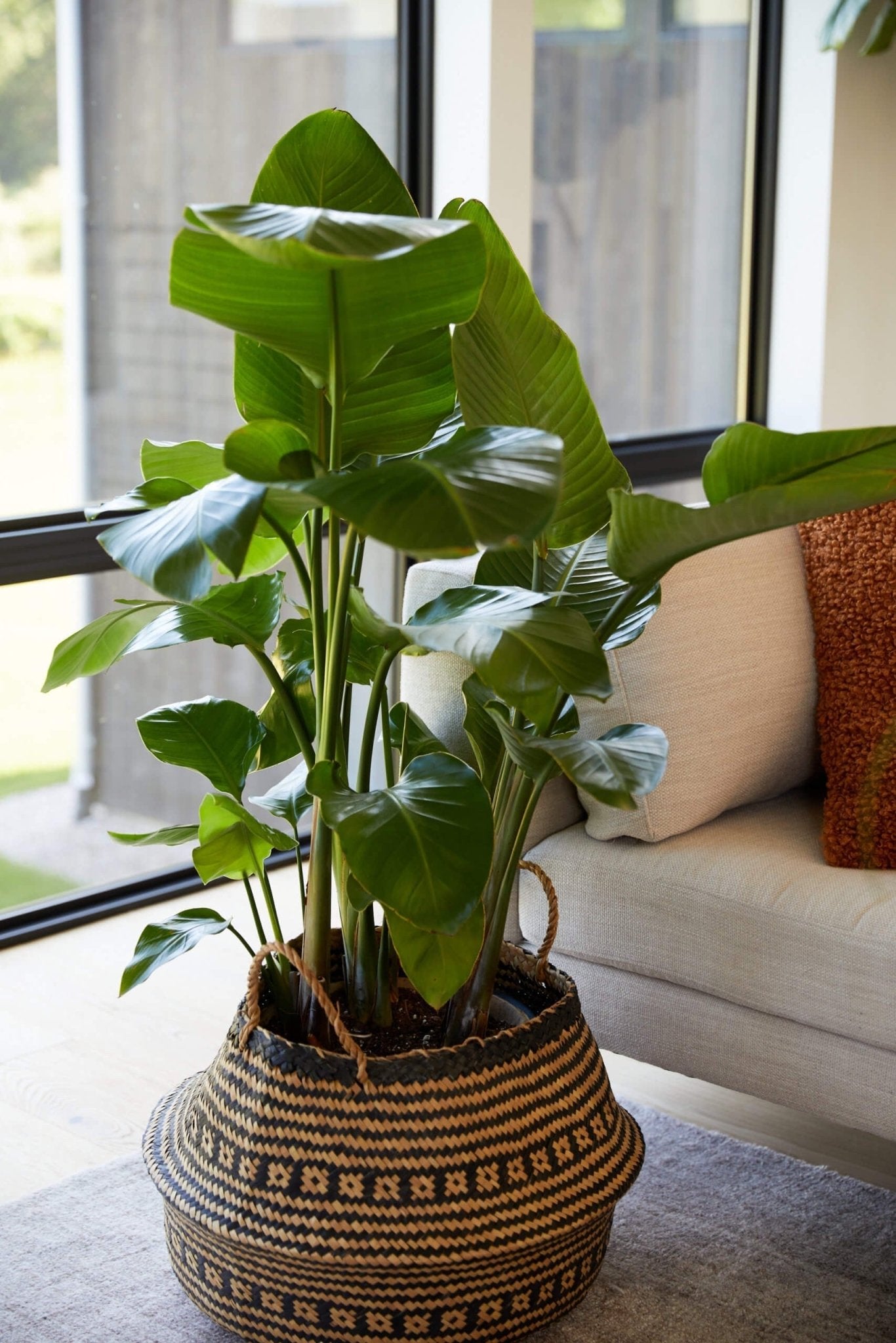 Bird of Paradise LG - PLANT THIS