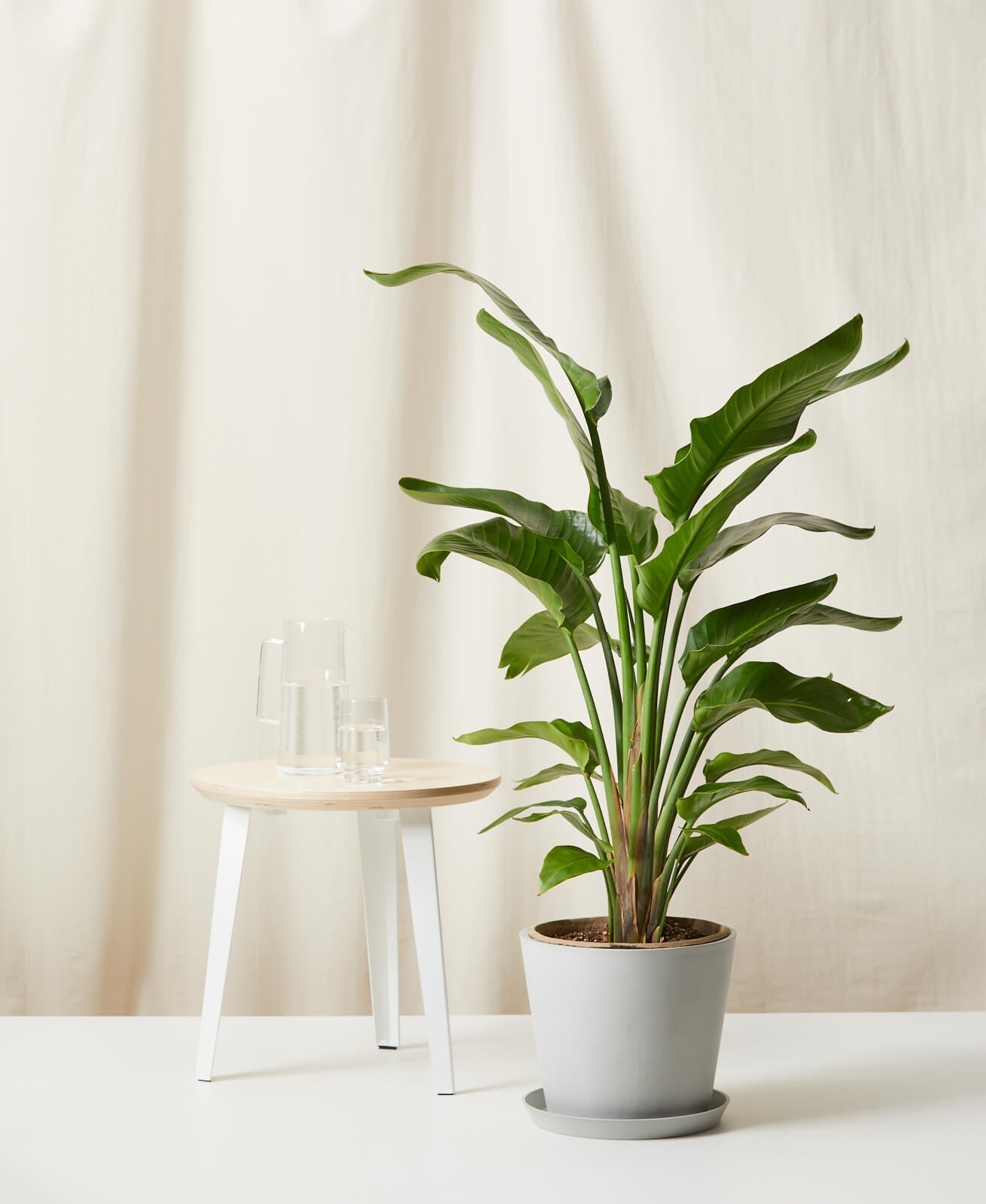 Bird of Paradise LG - PLANT THIS