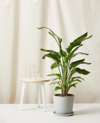 Bird of Paradise LG - PLANT THIS