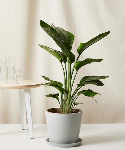 Bird of Paradise LG - PLANT THIS