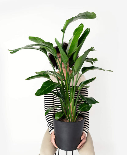 Bird of Paradise LG - PLANT THIS