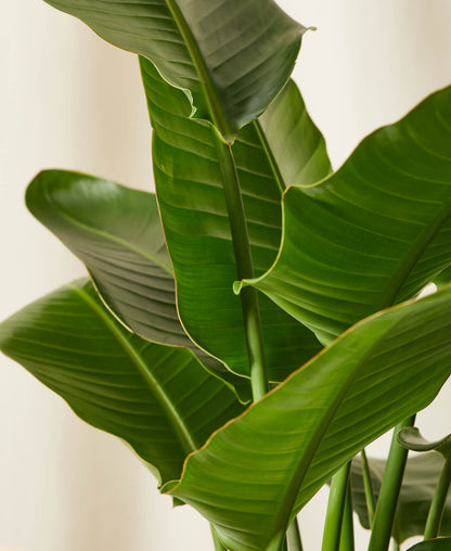 Bird of Paradise LG - PLANT THIS
