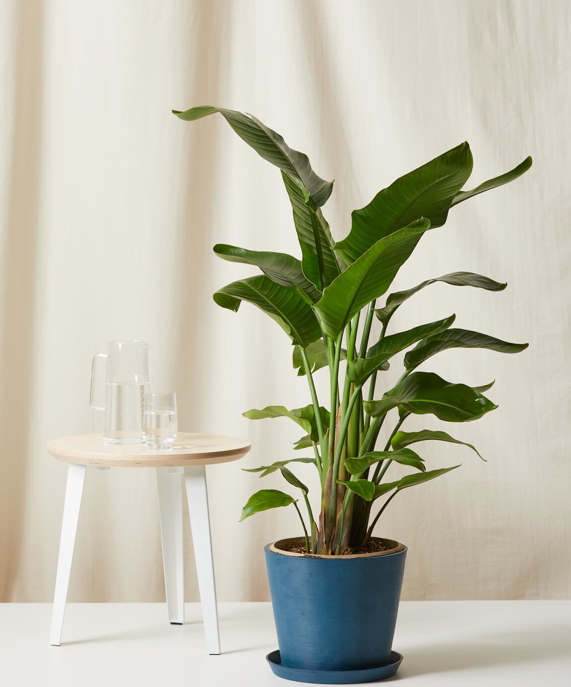 Bird of Paradise LG - PLANT THIS