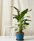 Bird of Paradise LG - PLANT THIS