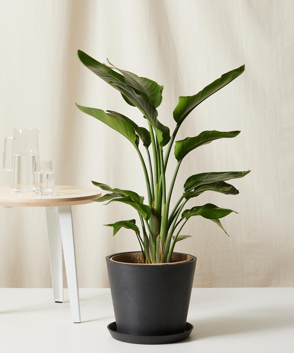 Bird of Paradise LG - PLANT THIS