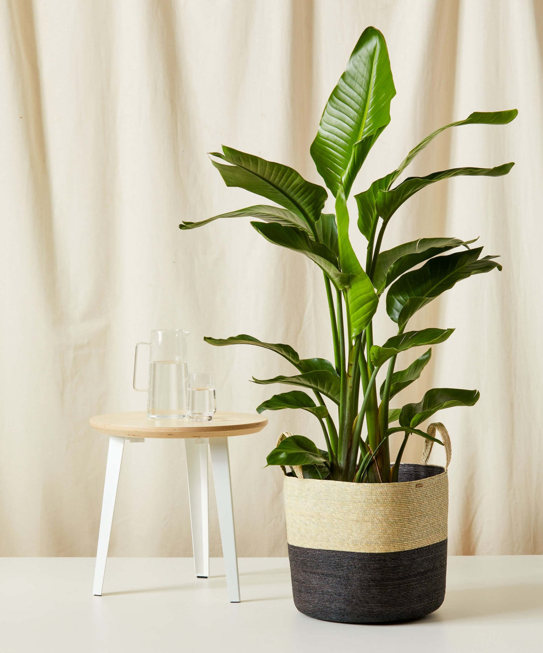 Bird of Paradise LG - PLANT THIS