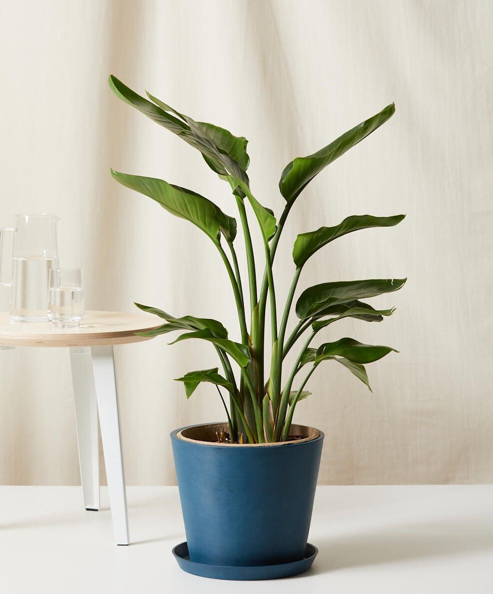 Bird of Paradise LG - PLANT THIS