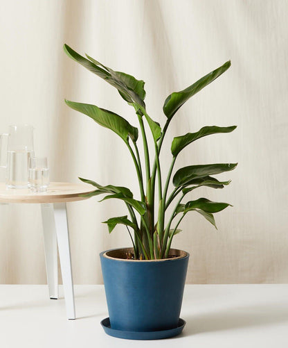 Bird of Paradise LG - PLANT THIS