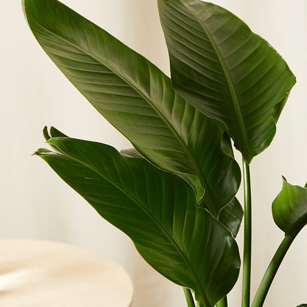 Bird of Paradise LG - PLANT THIS