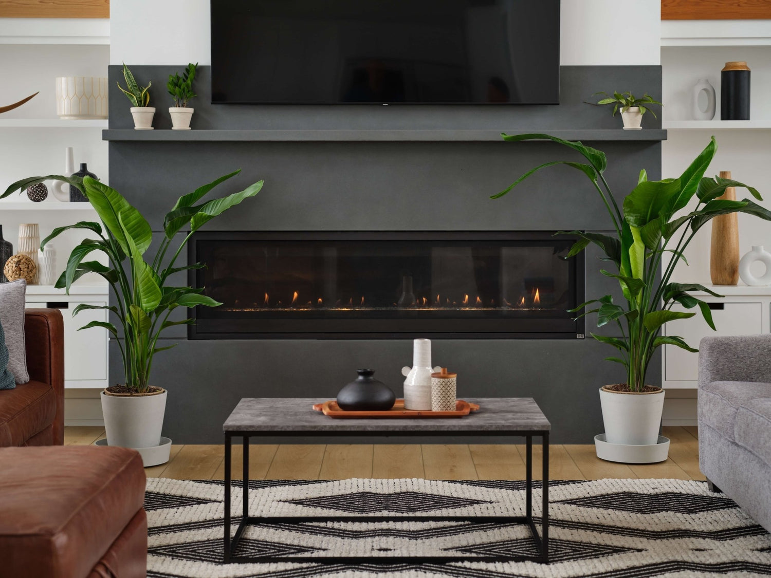 Bird of Paradise LG - PLANT THIS