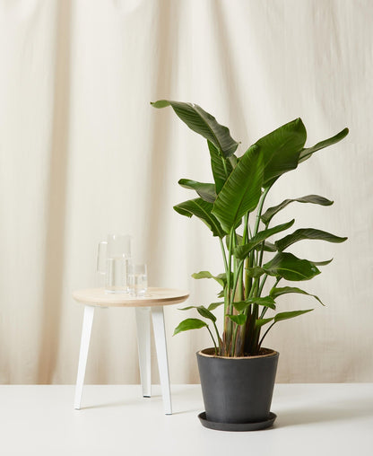 Bird of Paradise LG - PLANT THIS