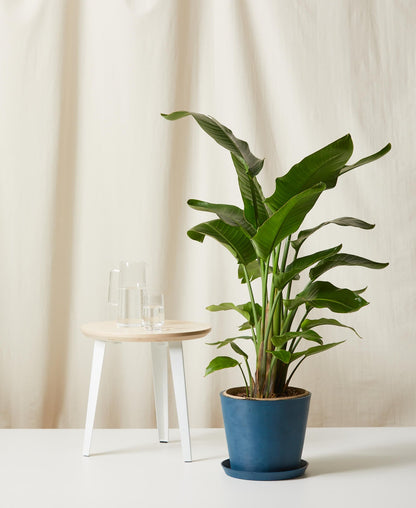 Bird of Paradise LG - PLANT THIS