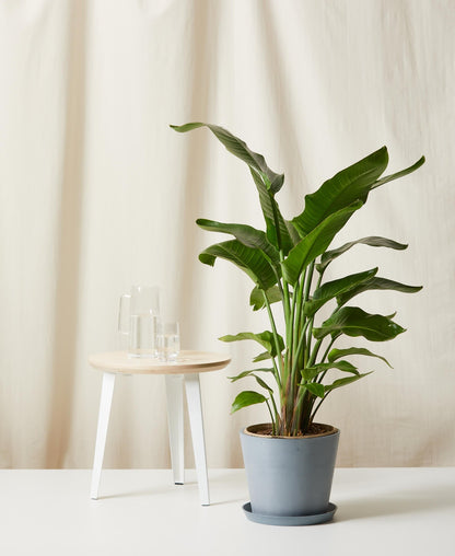Bird of Paradise LG - PLANT THIS