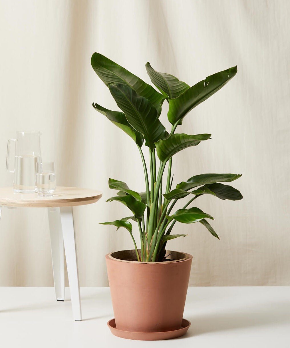 Bird of Paradise LG - PLANT THIS