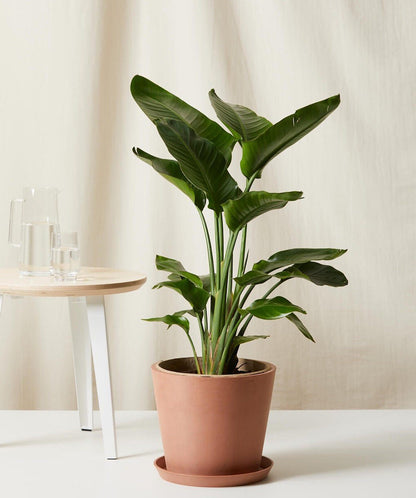 Bird of Paradise LG - PLANT THIS