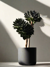 Black Rose Aeonium (Aeonium arboreum ‘Zwartkop’) - PLANT THIS
