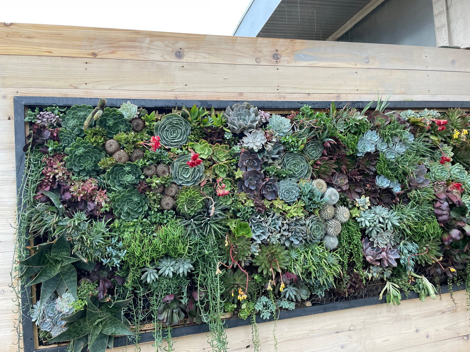 build a succulent wall Workshop: Mini Vertical Garden