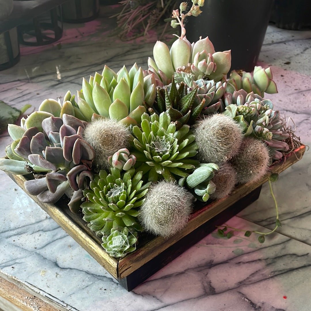 Build a Mini Succulent Wall Garden | Workshop Experience - PLANT THIS