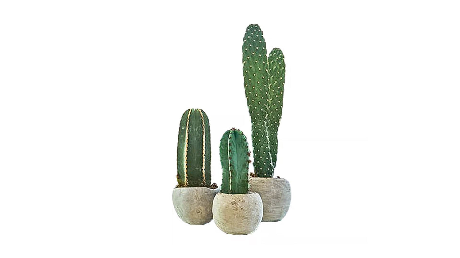 Cactus Thruple - PLANT THIS