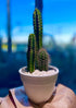 CACTUS THRUPLE™ — I AM CONNECTED - PLANT THIS