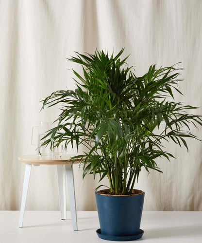 Cat Palm - PLANT THIS